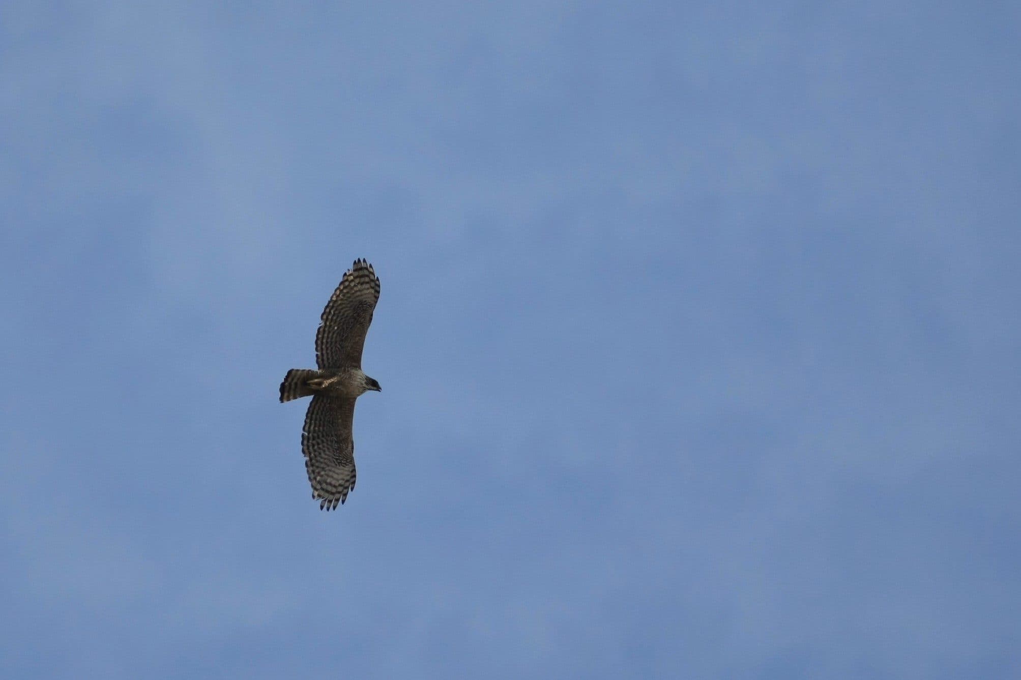 札幌近郊の野鳥